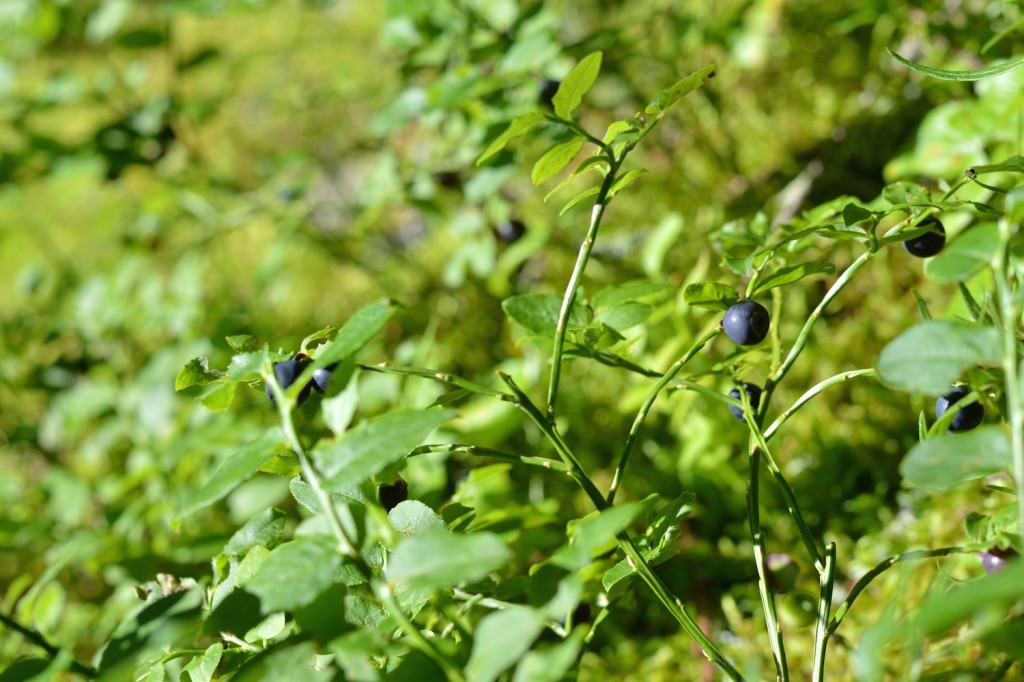 cucoriedka